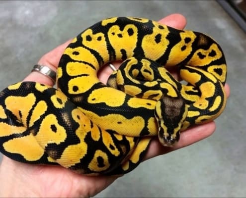 pastel ball python for sale