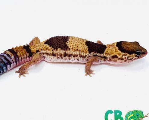 patterned fat tailed gecko