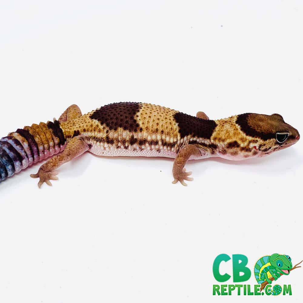 patterned fat tailed gecko