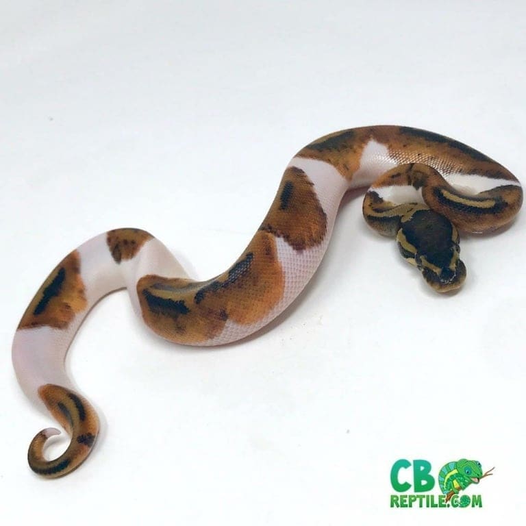 Pied ball python for sale online baby piebald ball pythons near me