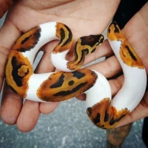 ball python morphs