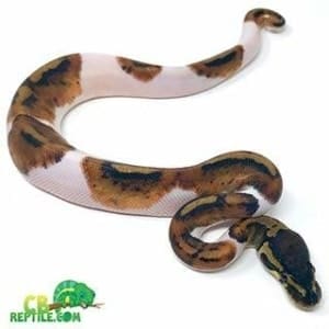 ball python morphs for sale