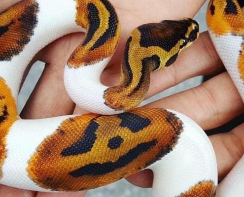 piebald ball python for sale