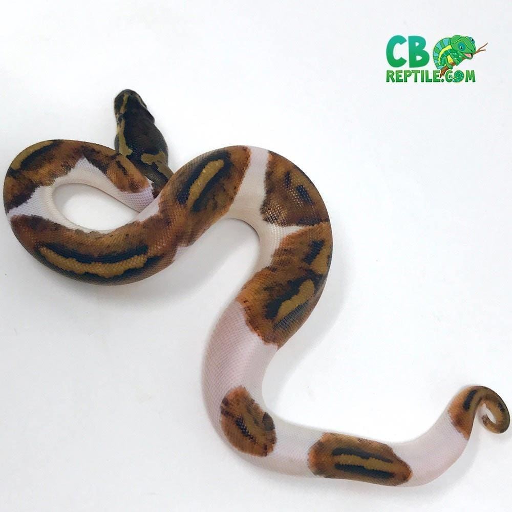 piebald pythons for sale