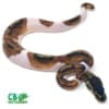 pied ball python