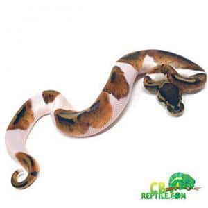 pied ball python