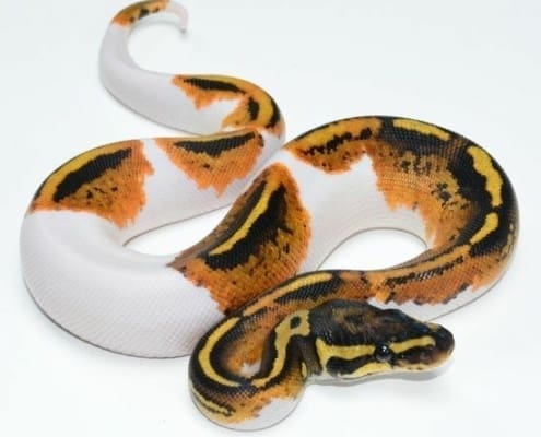 pied ball python