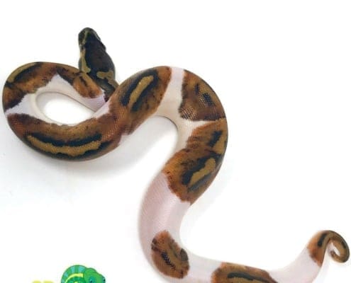 pied ball python breeders