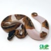 pied ball python for sale