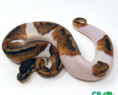 pied ball python for sale