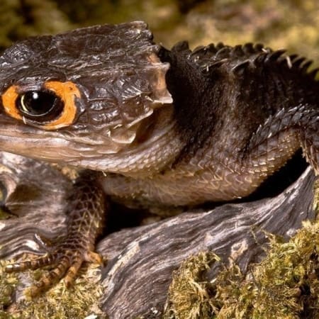 Red eyed crocodile skink for sale | baby crocodile skinks ...