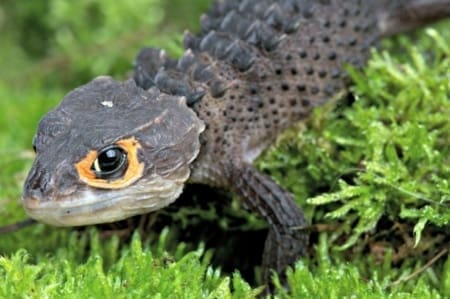 red eyed crocodile skink for sale - Image 13