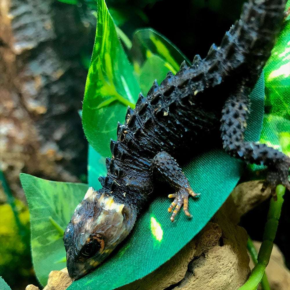 red eyed crocodile skink.