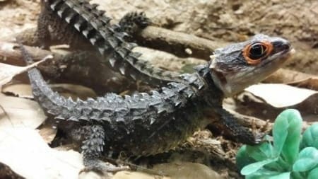 red eyed crocodile skink for sale - Image 11