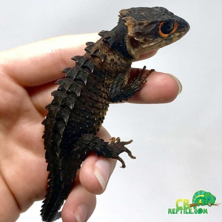 Blue Tongue Skink for sale Monkey Tailed Skinks for sale near me