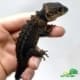 red eyed crocodile skink for sale