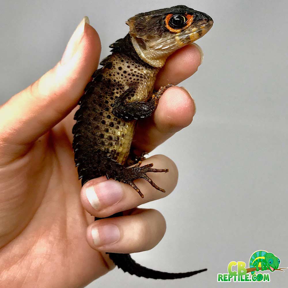 Red eyed crocodile skink for sale baby crocodile skinks for sale