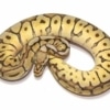 spider ball python for sale