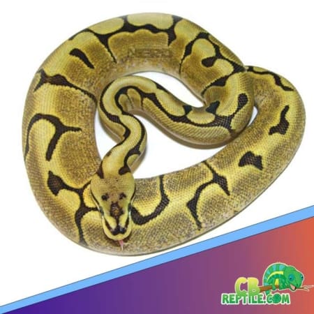 spider ball python for sale