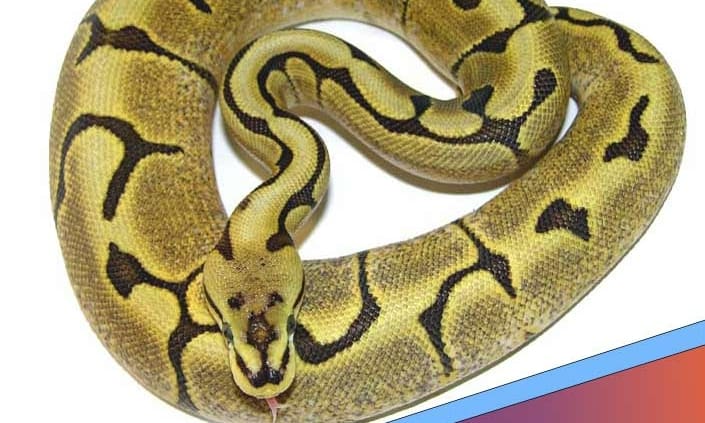 feeding your ball python