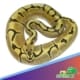 feeding your ball python
