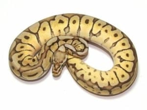 spider ball python for sale