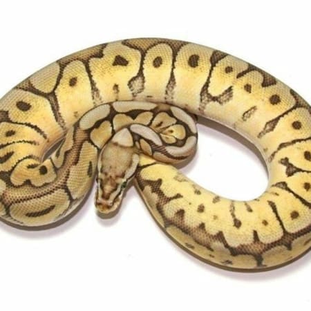 spider ball python for sale