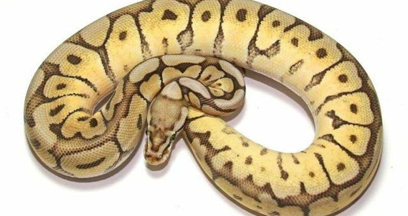 spider ball python for sale