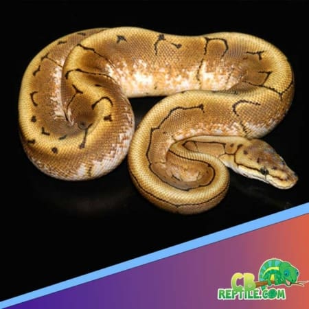 Spinner ball python