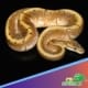 Spinner ball python