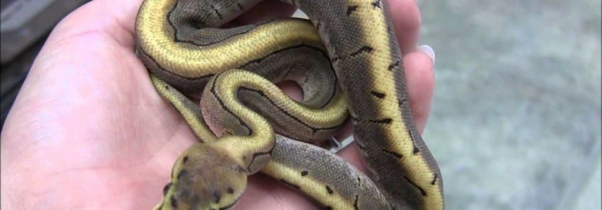 spinner ball python for sale online near me from ball python breeders spinner ball python for sale