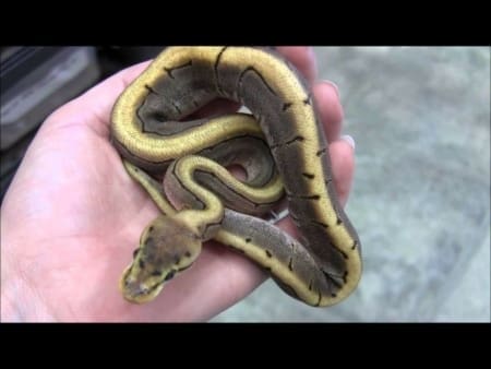 spinner ball python for sale