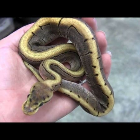 spinner ball python for sale