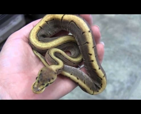 spinner ball python for sale