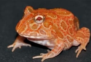 strawberry pacman frog for sale