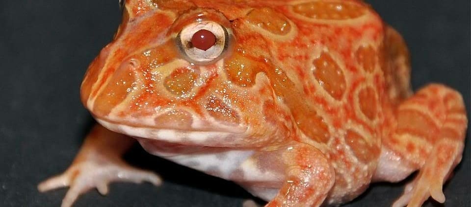 strawberry pacman frog for sale