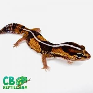 stripe fat tailed gecko