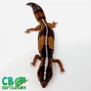 Striped African fat tail gecko