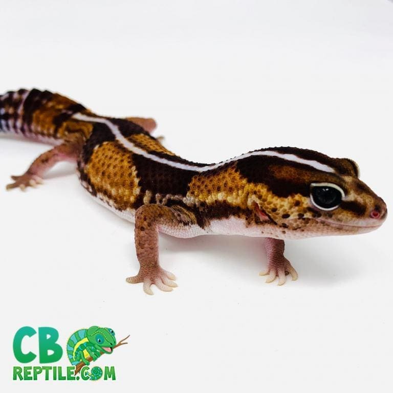 Striped African Fat Tail Gecko for sale Striped African