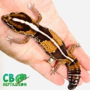 striped fat tail gecko for sale