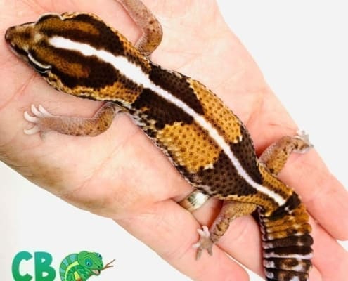 striped fat tail gecko for sale