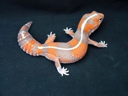 Striped Tangerine African Fat Tailed Geckos