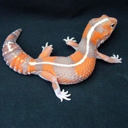 Striped Tangerine African Fat Tailed Geckos