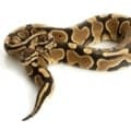 yellow bellied ball python