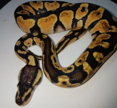 yellow belly ball python for sale