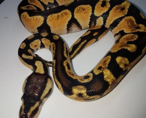 yellow belly ball python for sale