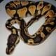 yellow belly ball python for sale