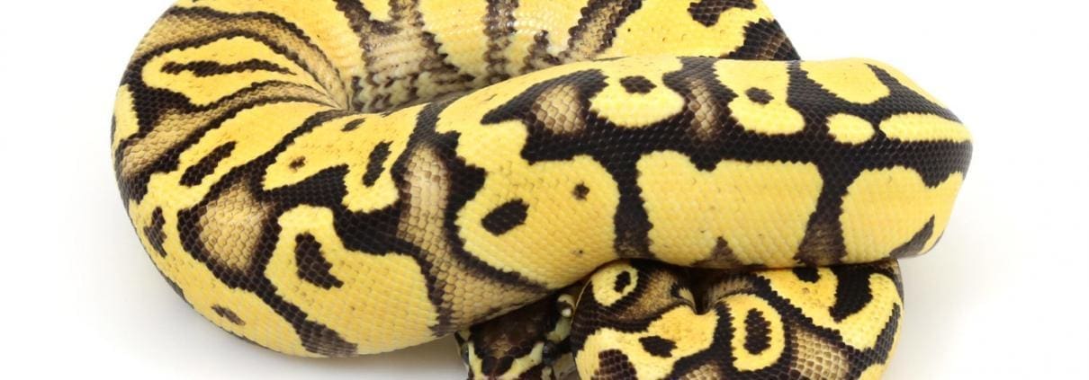 yellow belly ball python for sale