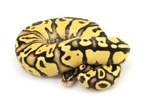 yellow belly ball python for sale