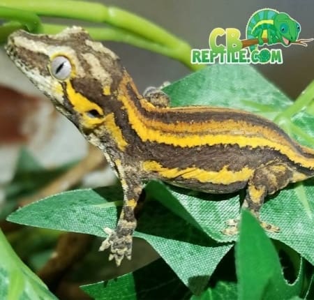 yellow stripe gargoyle gecko for sale